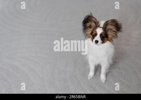 cucciolo carino papillon seduto su tappeto con spazio copia Foto Stock