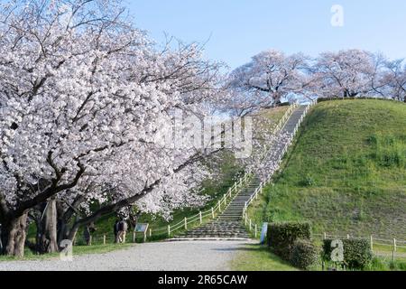 Fiori di ciliegio al tumulo di sepoltura Sakitama Kofun Foto Stock