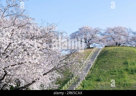 Fiori di ciliegio al tumulo di sepoltura Sakitama Kofun Foto Stock