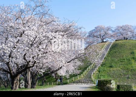 Fiori di ciliegio al tumulo di sepoltura Sakitama Kofun Foto Stock