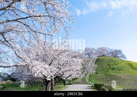 Fiori di ciliegio al tumulo di sepoltura Sakitama Kofun Foto Stock