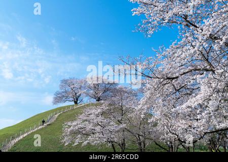 Fiori di ciliegio al tumulo di sepoltura Sakitama Kofun Foto Stock