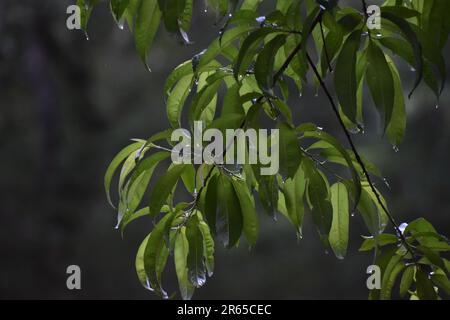 Primo piano di un pesco selvatico, P. persica, sotto la pioggia. Acqua che gocciola via delle foglie. Foto Stock