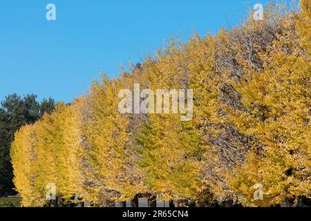 Foglie gialle di viale ginkgo Foto Stock