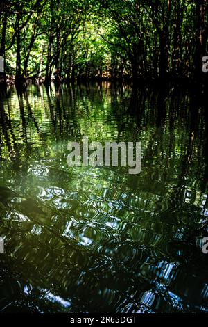 Arte della natura trovata nella foresta di mangrovie nell'isola di Iriomote, Okinawa, Giappone. Foto Stock