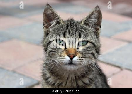 Un carino gatto randagio. Primo piano della testa del gatto. Ritratto del gatto. Foto Stock