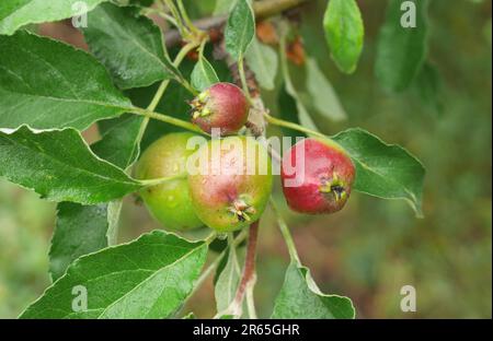 Mele maturare su un albero nel mese di giugno. La mela piccola cadrà dall'albero. Questo è noto come June Drop. Szigethalom, Ungheria Foto Stock