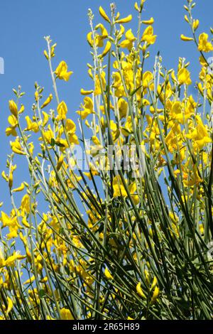 Scopata spagnola, Fiore, Spartium junceum, scopata, Mediterraneo, Pianta di arbusto Foto Stock