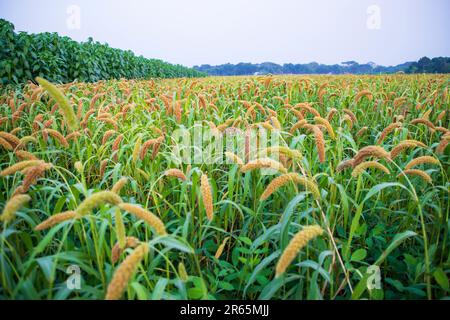 Colture di miglio maturo crudo nella vista del paesaggio agricolo del campo Foto Stock