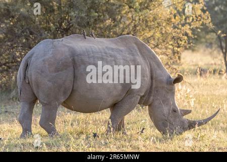 Un grande rinoceronte si trova in un campo erboso con due uccelli arroccati sul dorso Foto Stock