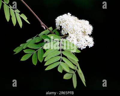 Un ramo di cenere di montagna con foglie e fiori Foto Stock