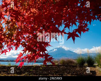 Mt. Fuji e le foglie autunnali Foto Stock