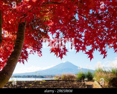 Mt. Fuji e le foglie autunnali Foto Stock