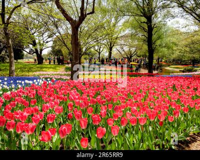 Tulipani nello Showa Memorial Park Foto Stock