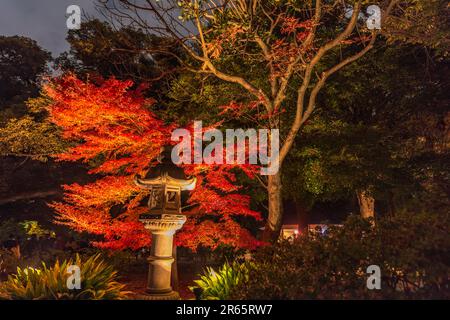 Rikugien fogliame si illumina Foto Stock