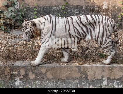 Un'immagine di una tigre bianca in piedi sul terreno nel suo recinto presso uno zoo Foto Stock