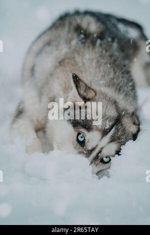 Un bel cane Husky bianco e grigio in piedi in un ambiente innevato guardando direttamente nella telecamera con un'espressione curiosa Foto Stock