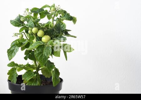 Pianta di micro nana di pomodoro, varietà 'Venus', coltivata all'interno. Pianta verde con pomodori e fiori, in vaso nero, isolata su fondo bianco. Foto Stock