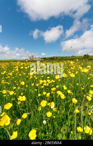 Campo di farfalle con Balfour Castello dietro, Isola di Shapinsay, Orkney Foto Stock