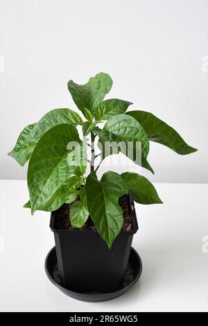 Scotch al cioccolato, peperoncino al cofano (Capsicum chinense), peperoncino coltivato in casa. Foglie verdi con un vaso nero, isolate su sfondo bianco. Foto Stock