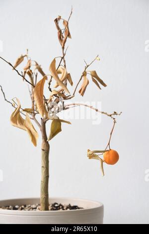 Citrus madurensis, un albero di calamondina arancione in miniatura al coperto, è una pianta di casa con foglie verdi e piccoli frutti d'arancia. La pianta sta morendo e trascurata. Foto Stock