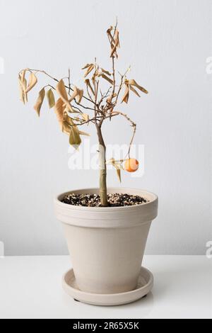 Citrus madurensis, un albero di calamondina arancione in miniatura al coperto, è una pianta di casa con foglie verdi e piccoli frutti d'arancia. La pianta sta morendo e trascurata. Foto Stock