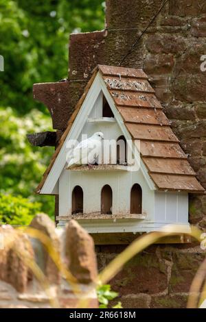 Colomba in legno in un giardino di campagna Foto Stock