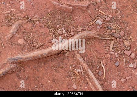 Natura, rocce, texture e flora al Lorax Trail, Carbondale Colorado Foto Stock