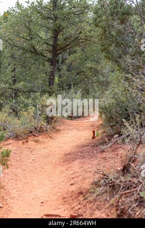 Natura, rocce, texture e flora al Lorax Trail, Carbondale Colorado Foto Stock