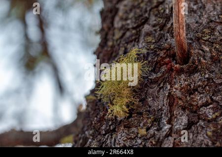 Natura, rocce, texture e flora al Lorax Trail, Carbondale Colorado Foto Stock