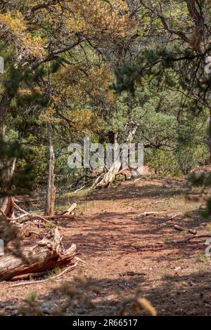 Natura, rocce, texture e flora al Lorax Trail, Carbondale Colorado Foto Stock