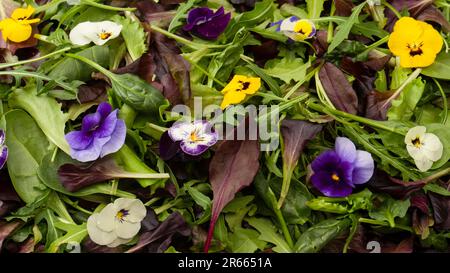 Mix fresco di insalate con fiori commestibili. Foto Stock
