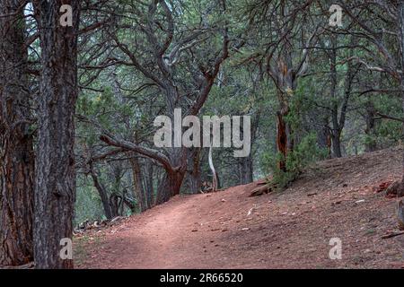 Natura, rocce, texture e flora al Lorax Trail, Carbondale Colorado Foto Stock