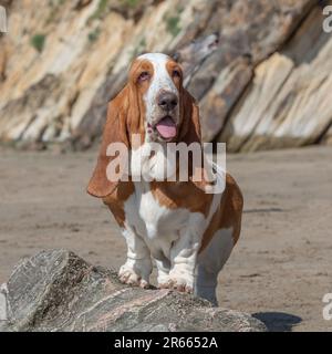 Basset hound Foto Stock
