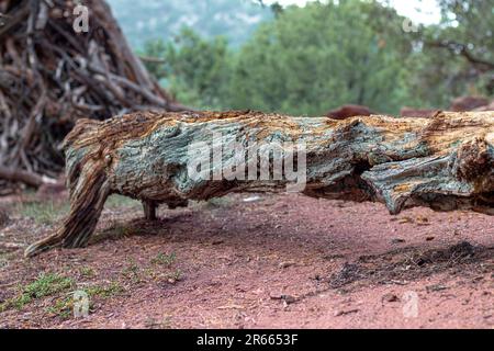 Natura, rocce, texture e flora al Lorax Trail, Carbondale Colorado Foto Stock