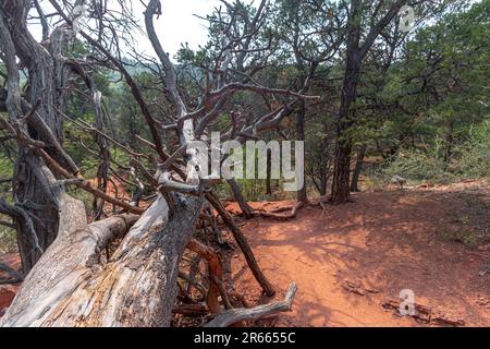 Natura, rocce, texture e flora al Lorax Trail, Carbondale Colorado Foto Stock