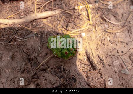 Natura, rocce, texture e flora al Lorax Trail, Carbondale Colorado Foto Stock