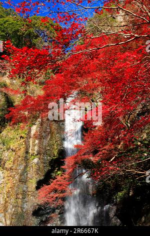 Foglie autunnali di Minoh Great Falls Foto Stock