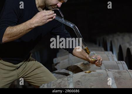 Prelevare un campione di whisky scozzese da un bunghole in botte di rovere, utilizzando una pipetta di campionamento in vetro lunga presso la distilleria Arbikie, Highlands, Scozia. Foto Stock