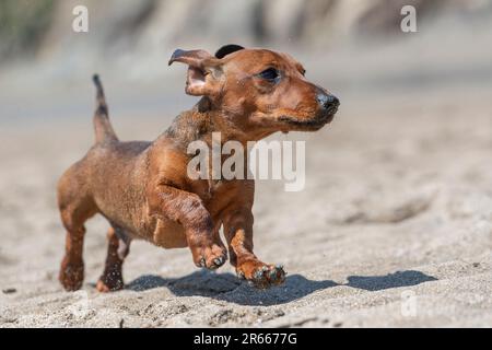 Miniatura Dachshund corsa sulla spiaggia Foto Stock