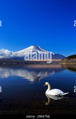 Cigni e Fuji capovolto al lago Yamanakako Foto Stock