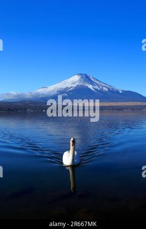 Cigni e Fuji capovolto al lago Yamanakako Foto Stock