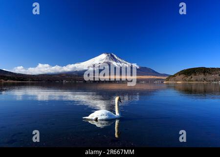 Cigni e Fuji capovolto al lago Yamanakako Foto Stock