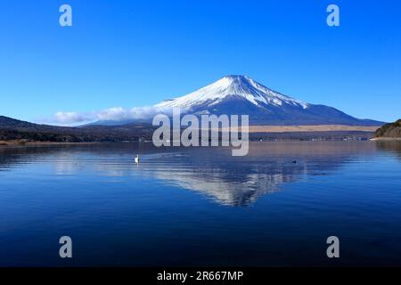 Cigni e Fuji capovolto al lago Yamanakako Foto Stock