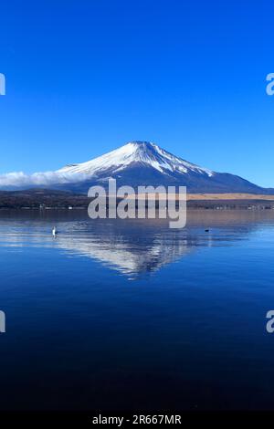 Cigni e Fuji capovolto al lago Yamanakako Foto Stock