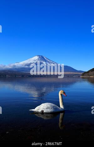 Cigni e Fuji capovolto al lago Yamanakako Foto Stock