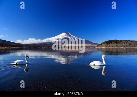 Cigni e Fuji capovolto al lago Yamanakako Foto Stock