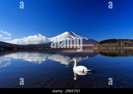 Cigni e Fuji capovolto al lago Yamanakako Foto Stock