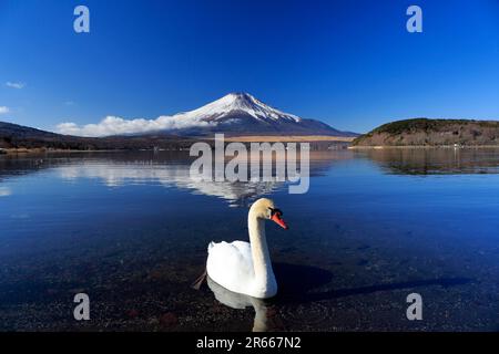 Cigni e Fuji capovolto al lago Yamanakako Foto Stock