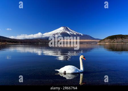 Cigni e Fuji capovolto al lago Yamanakako Foto Stock